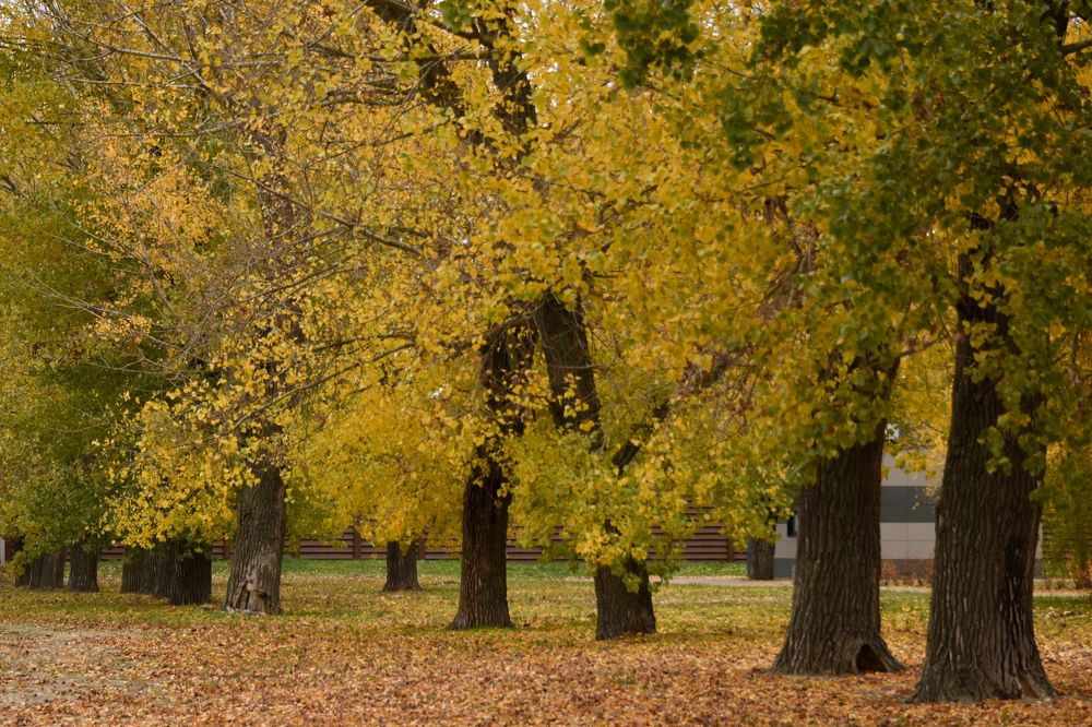 Обнимающиеся деревья