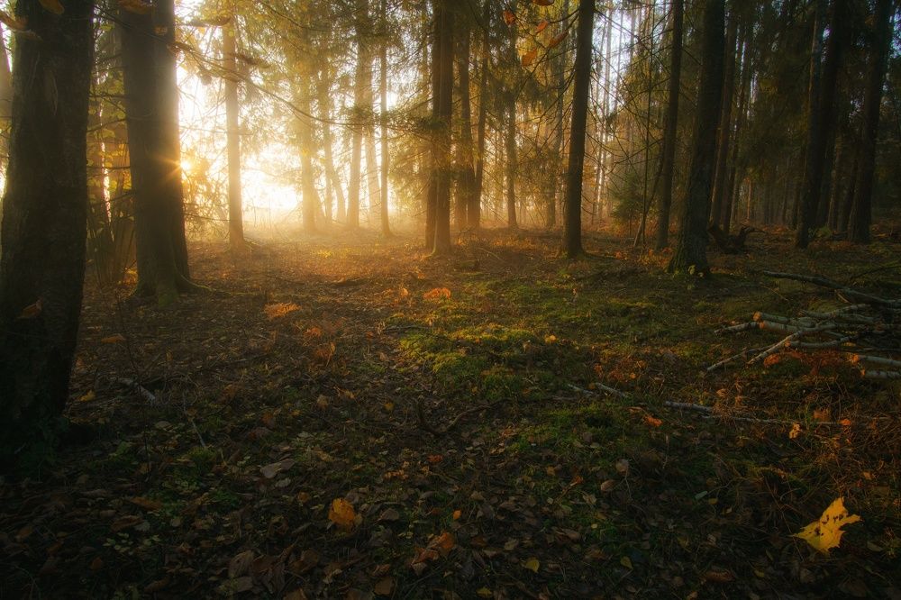 Фотография автора Андрей Врубель