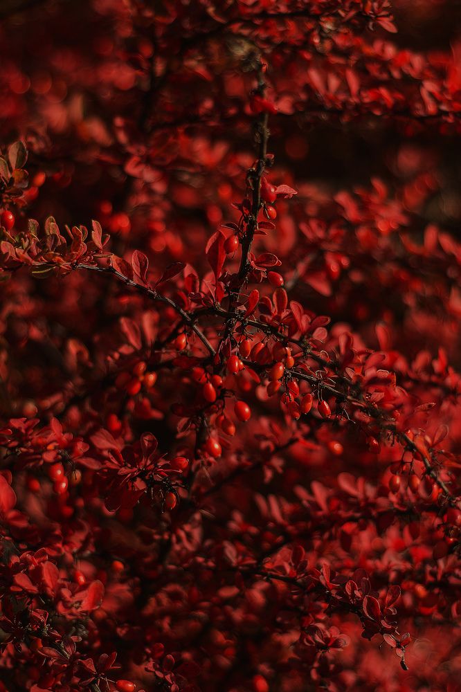 Photograph by Наталья Золотарева