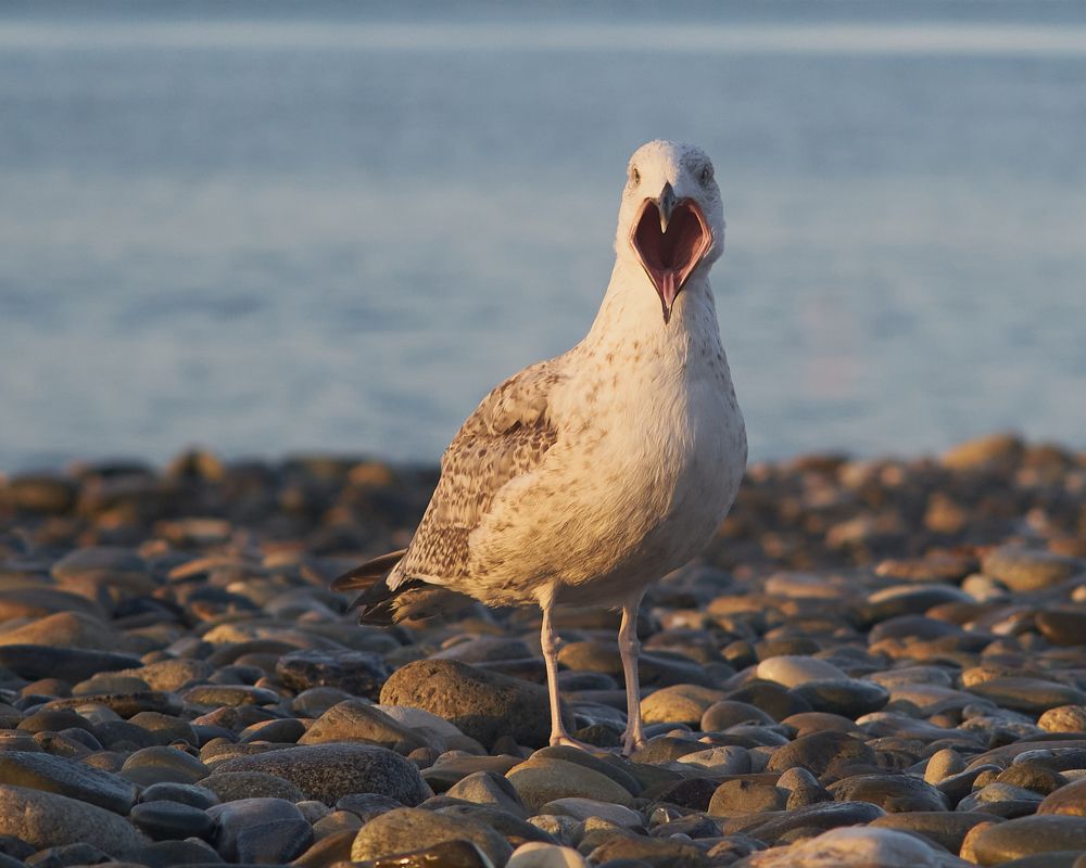 Photograph by Ирина Секачева
