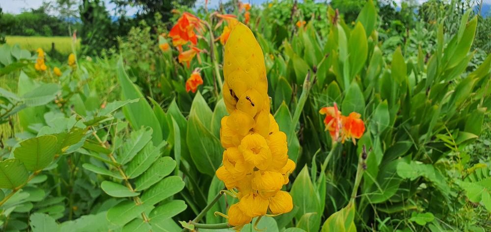 Photograph by Krishna Kunwar