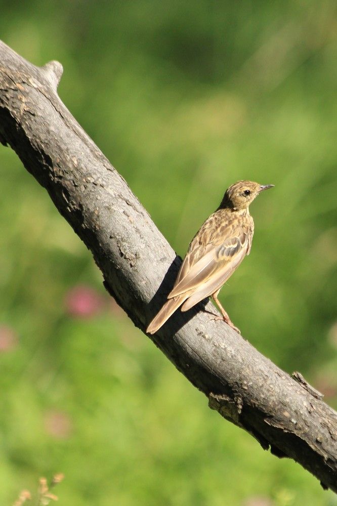 Photograph by Анна Колосова