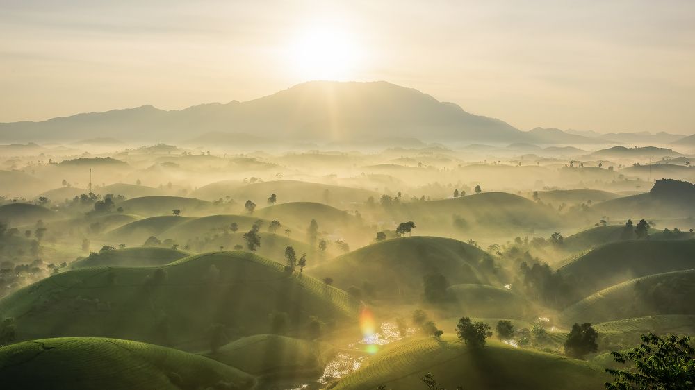 Sunrise on the tea hills