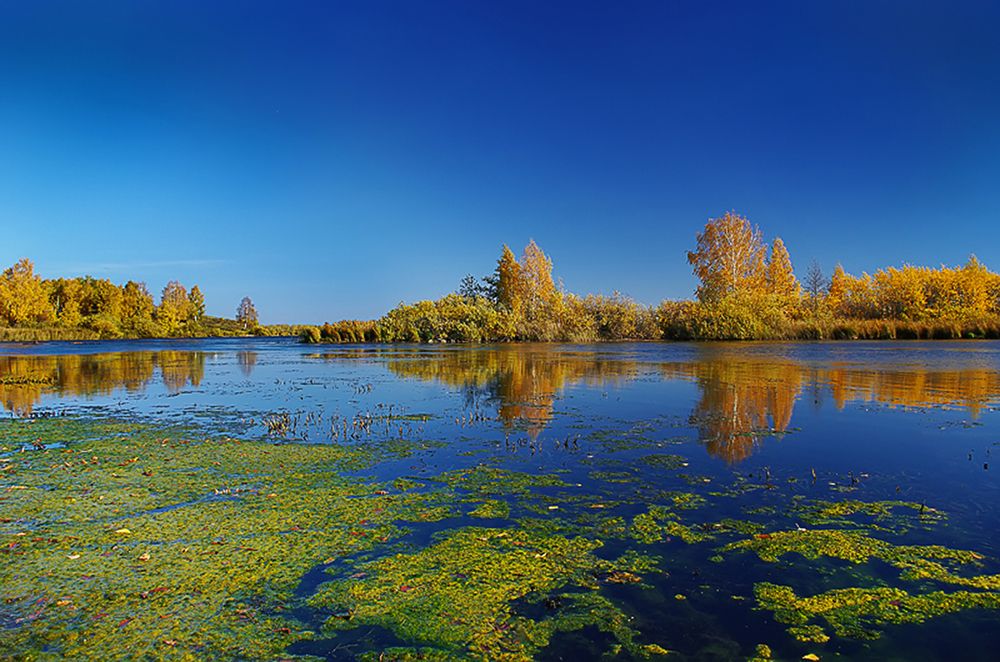 Родина болотной Кикиморы