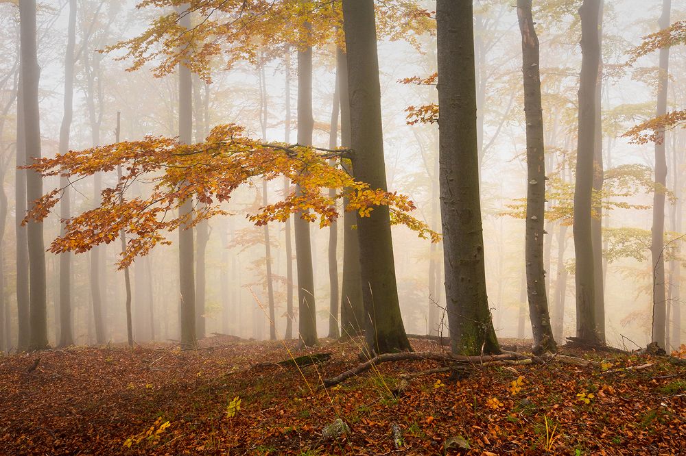 Photograph by Milan Gonda