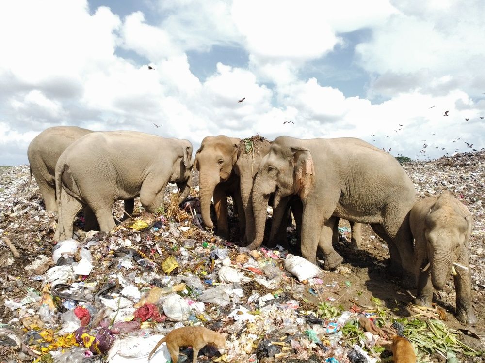 Photograph by Mohamed Raseem