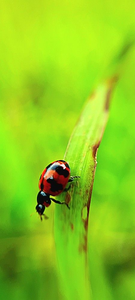 Фотография автора Ganesh Varma