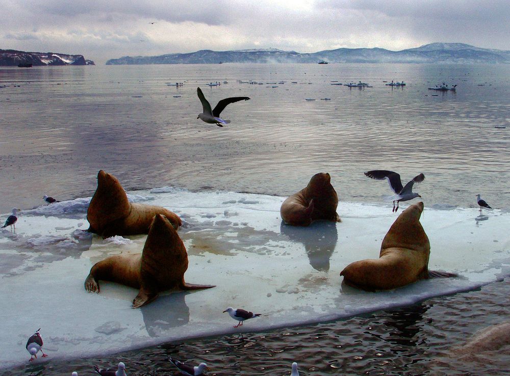 СИВУЧИ НА ОТДЫХЕ