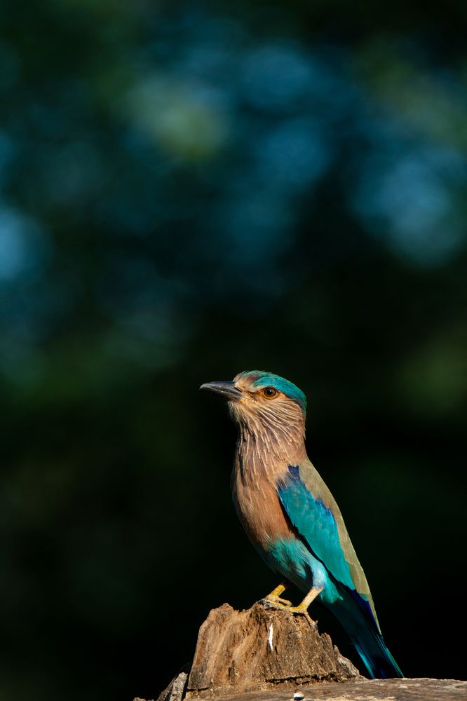 Photograph by Aishik Das