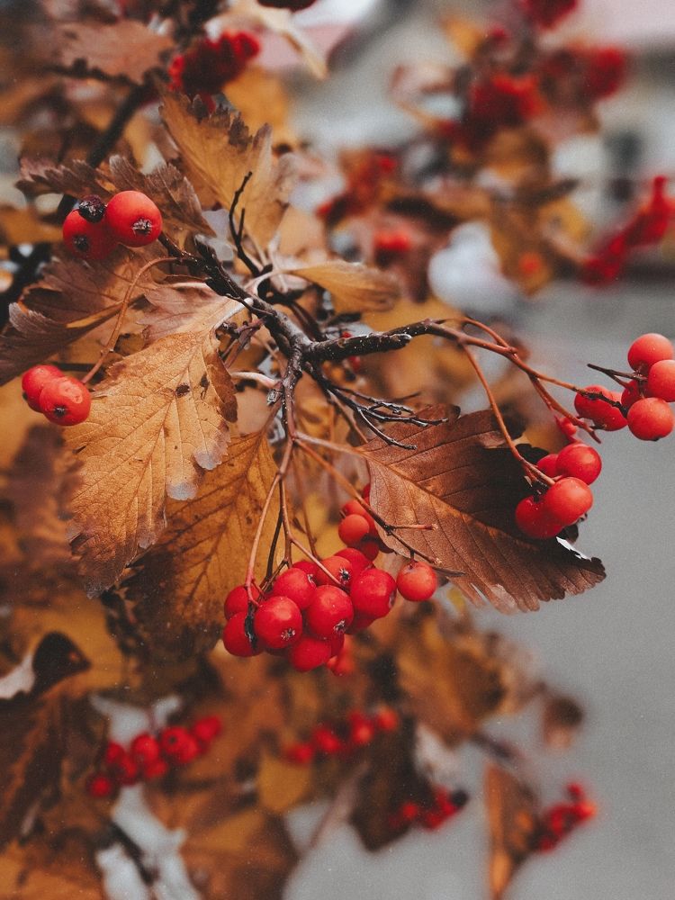 Фотография автора Виктория Мешкова