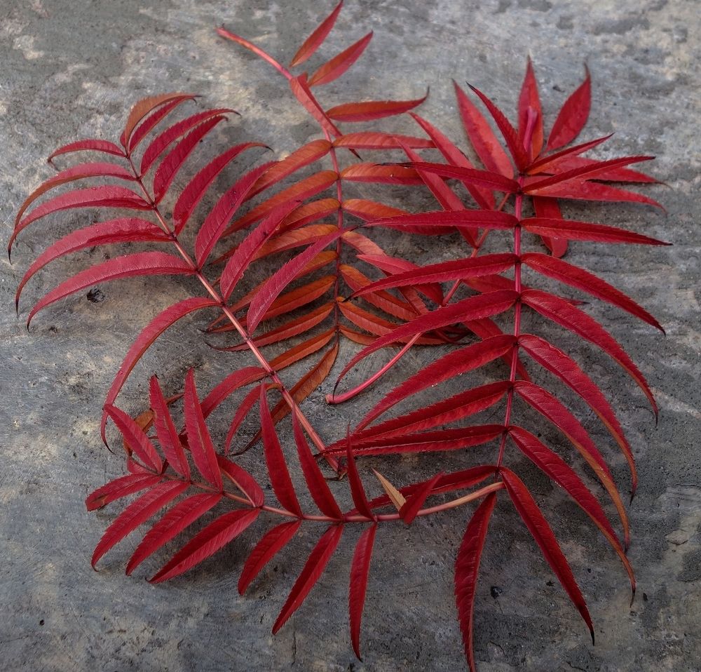 Photograph by IRINA KORNEVA