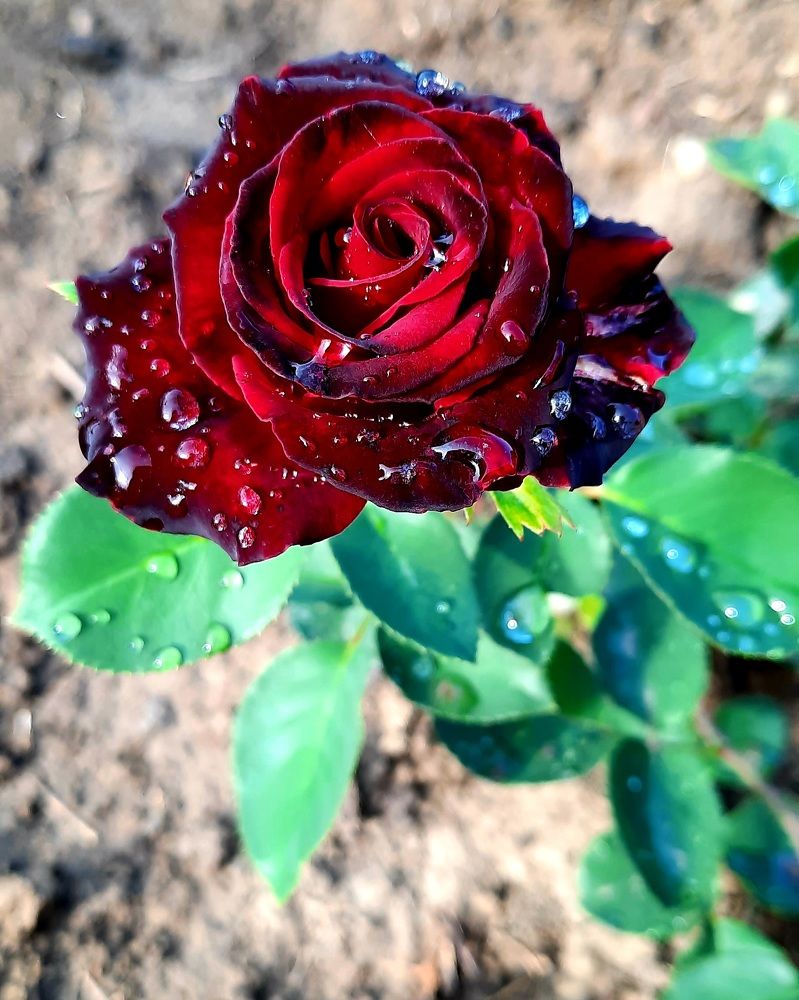 Photograph by Оксана