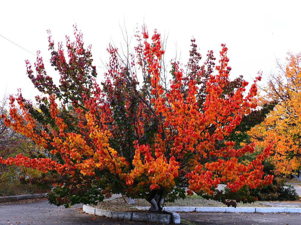 Photograph by Сергей Борисов