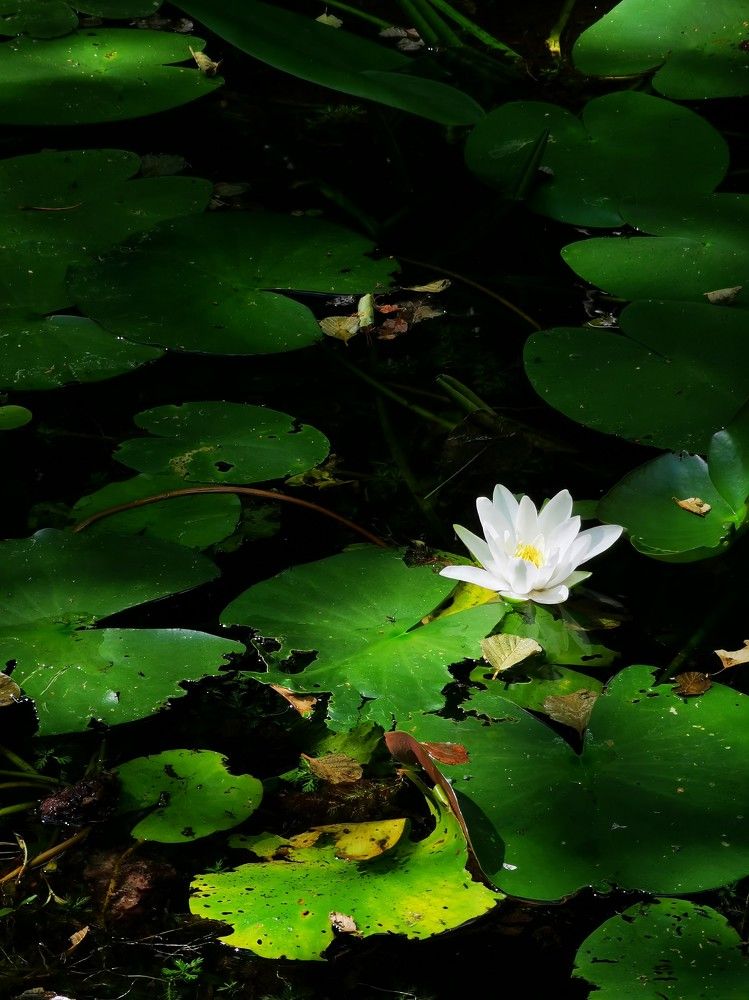 Photograph by Svetlana Jegorova