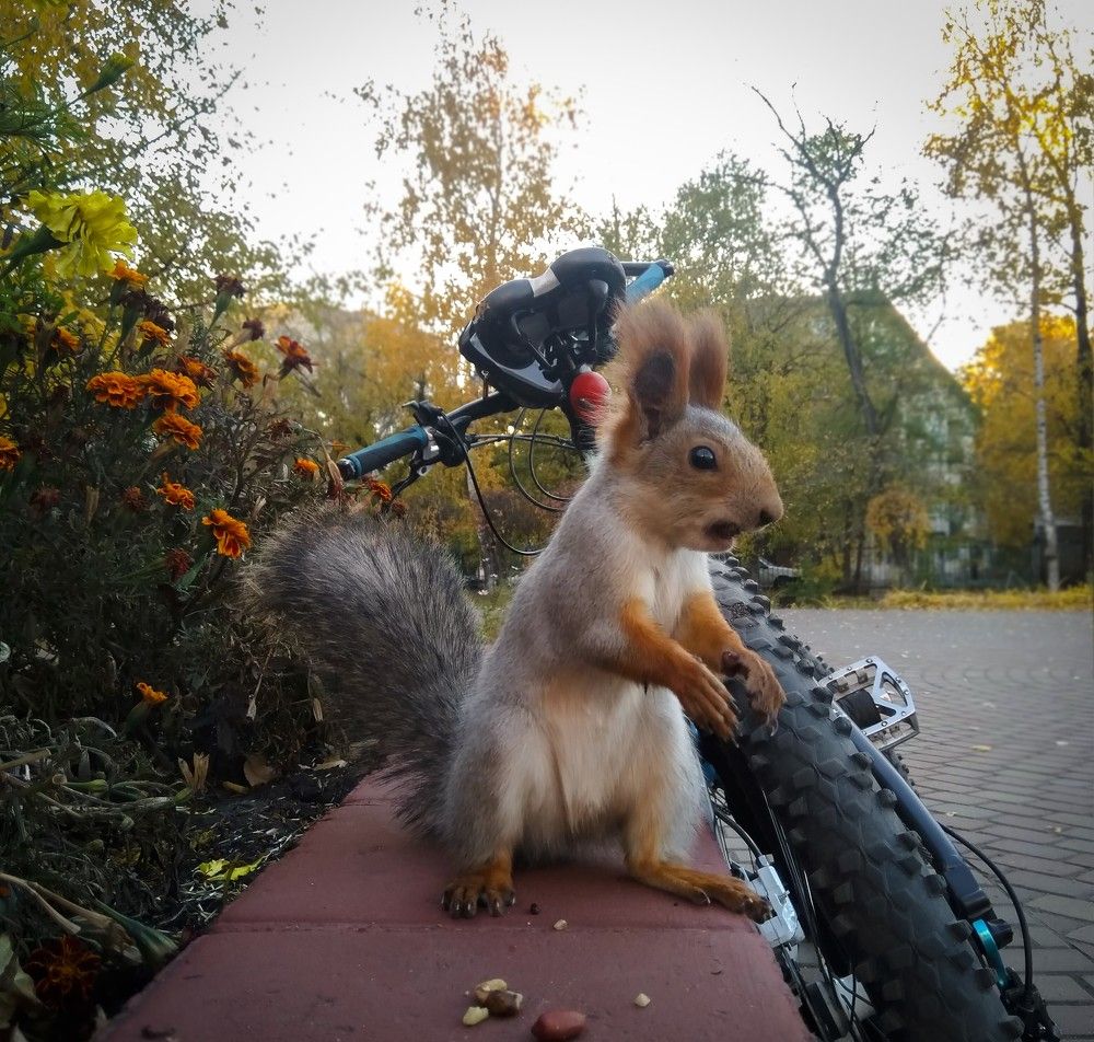 Белосипедистка