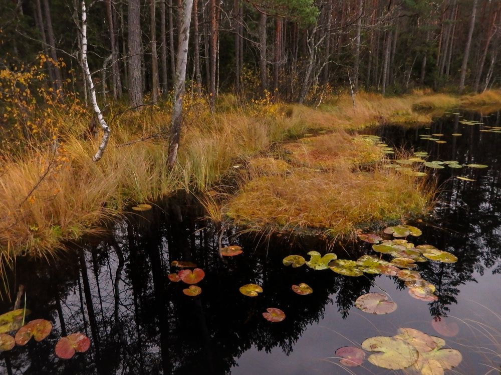 Фотография автора Boris Yakovlev