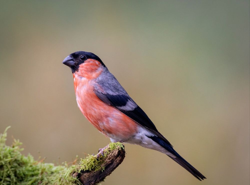 Photograph by Павел Краснослободцев