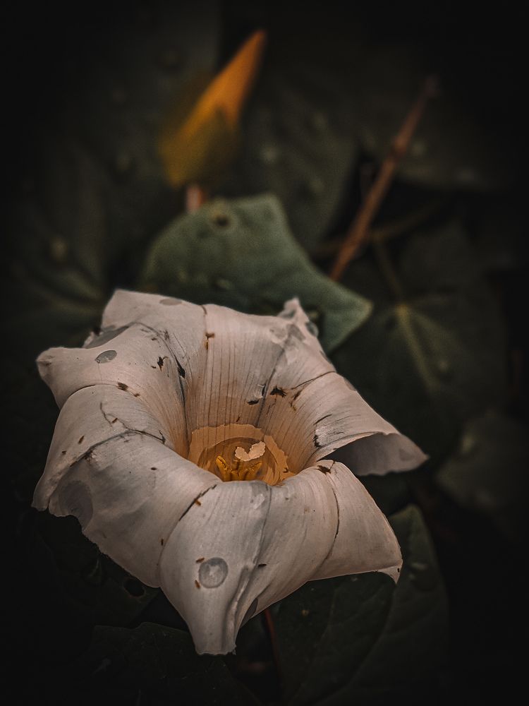 Photograph by Дарья Макаревич