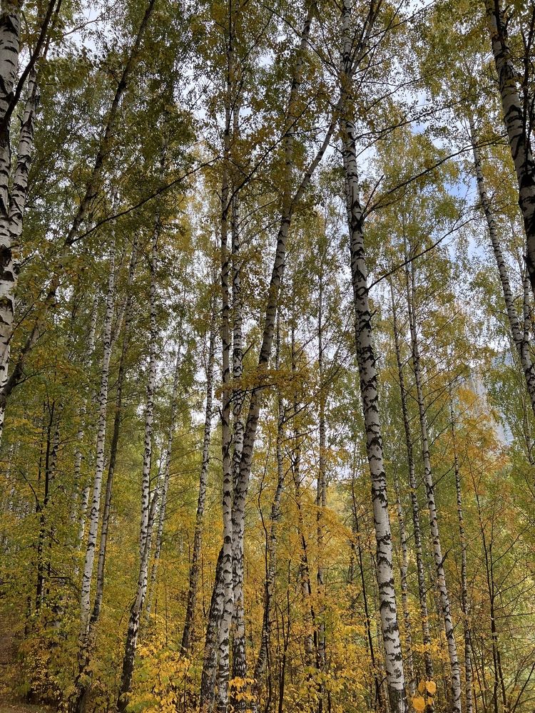 Photograph by Alice Vikernes