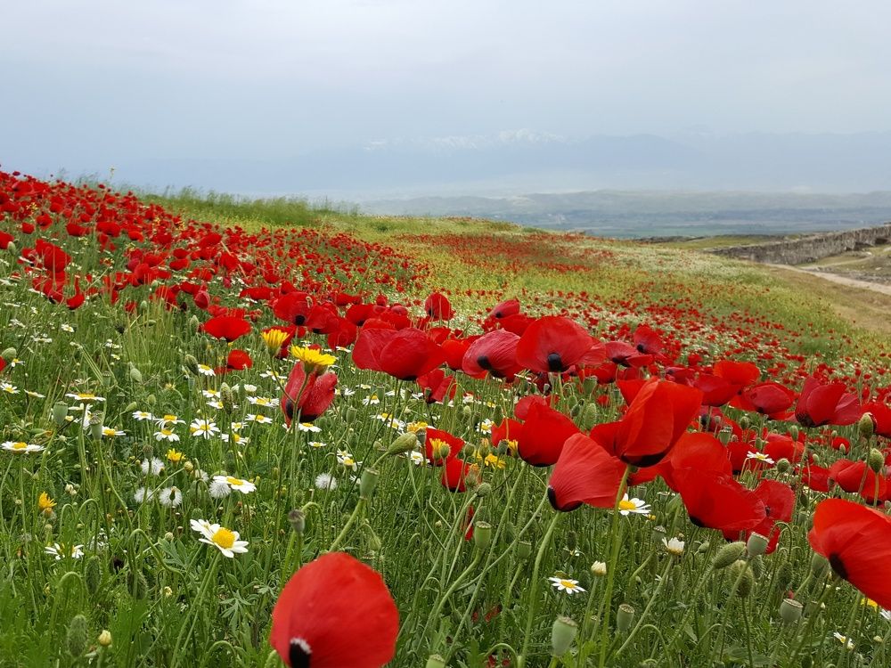 Photograph by Ангелина Шикина