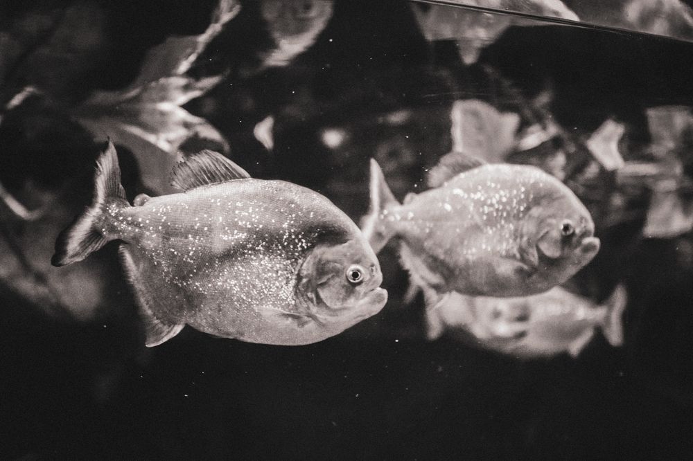 Photograph by Анастасия Хованская