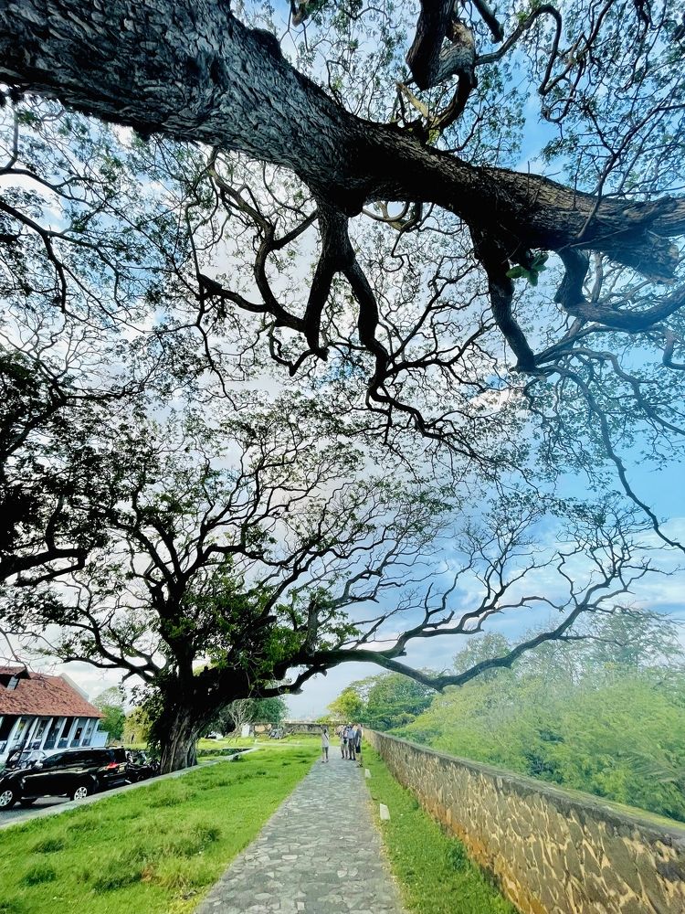 Photograph by Sachin Jayawardana