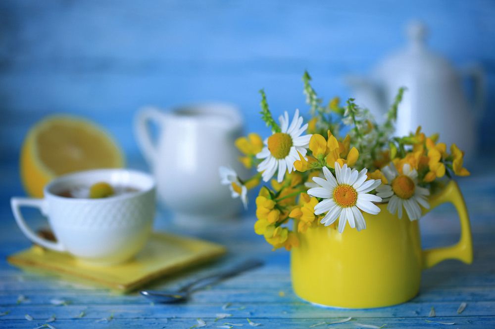 Натюрморт с ромашками