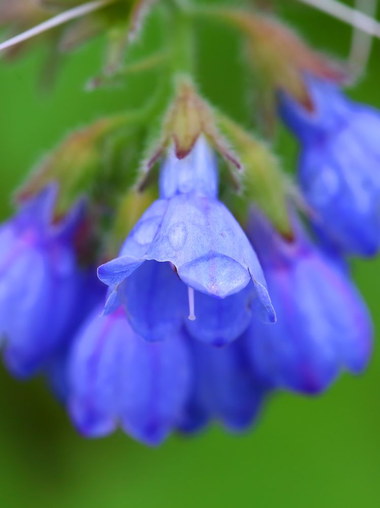 После дождя