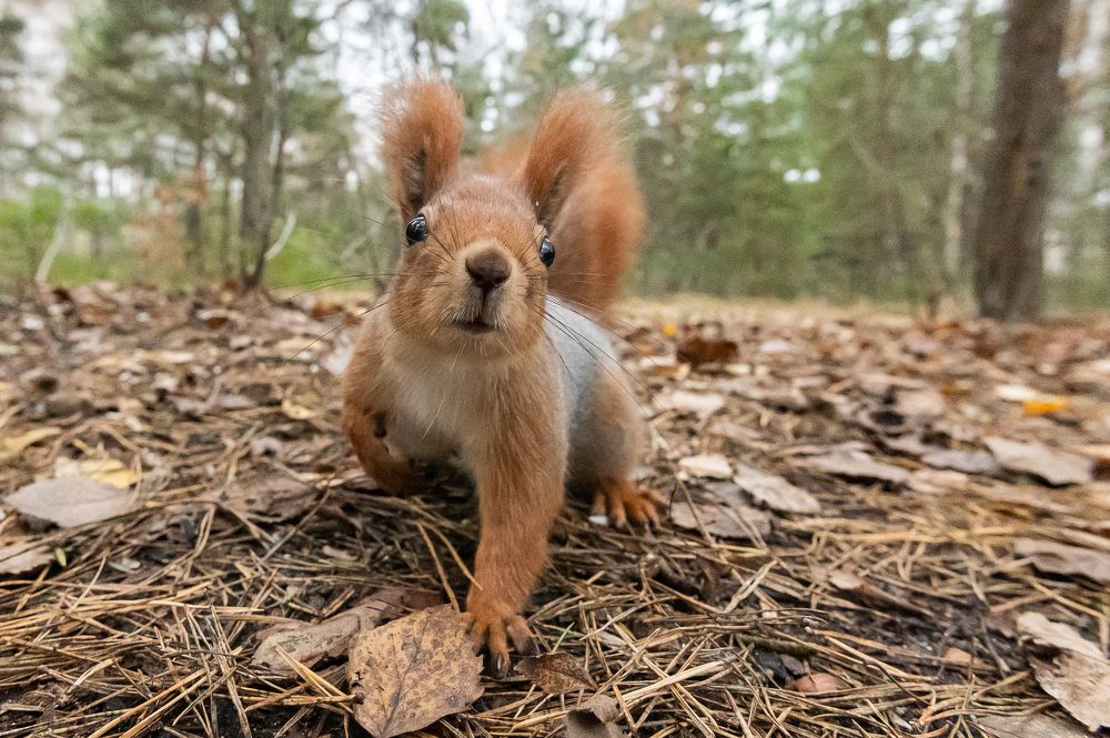 Photograph by Александр Щербаков