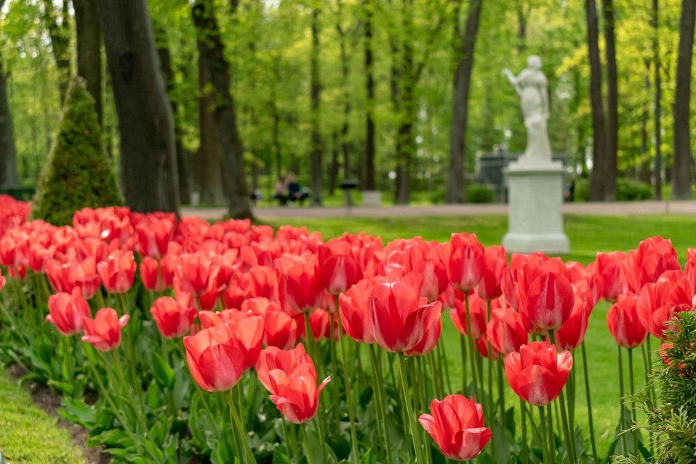 Тюльпаны