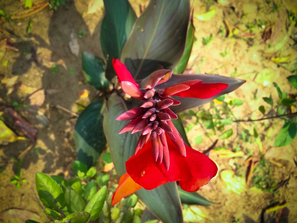 Photograph by Mehedi Hasan Srabon