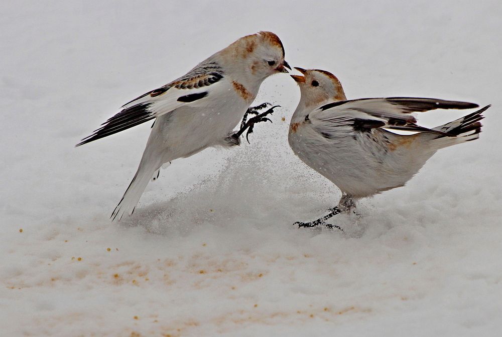 Photograph by Александр Велигура