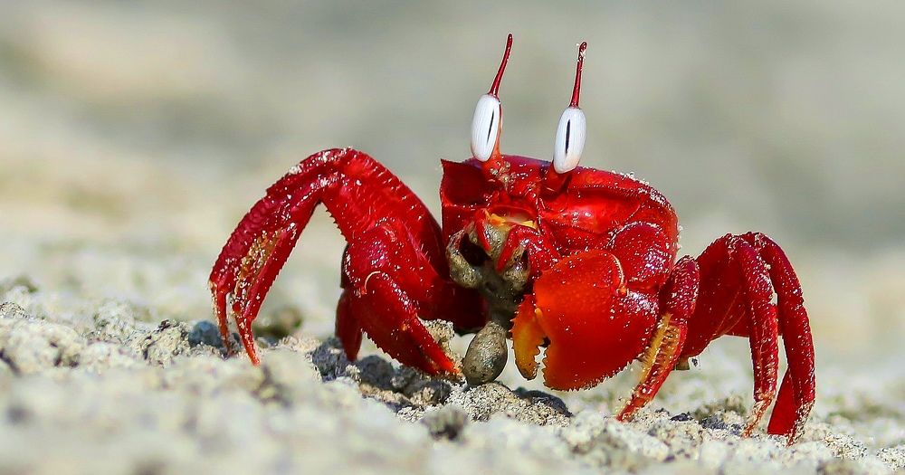 RED CRAB MANDARMANI
