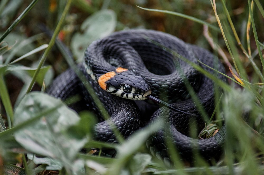 Photograph by Наталья Золотарева