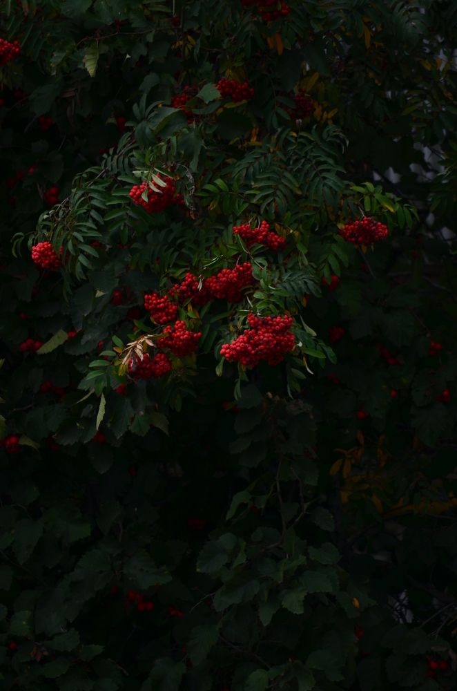 Photograph by Наталья Золотарева