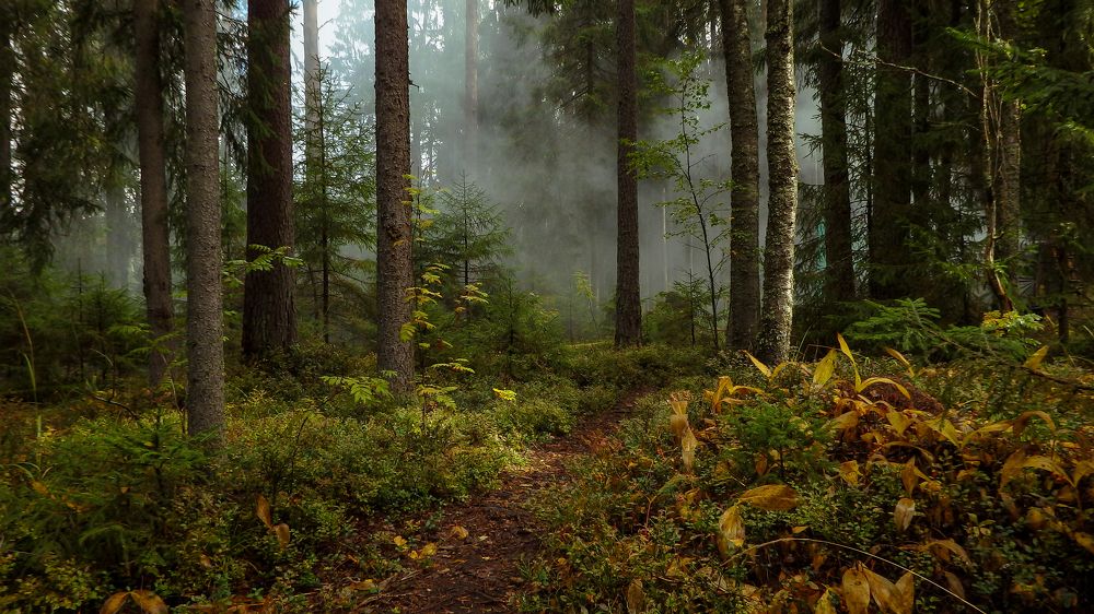 Фотография автора Boris Yakovlev