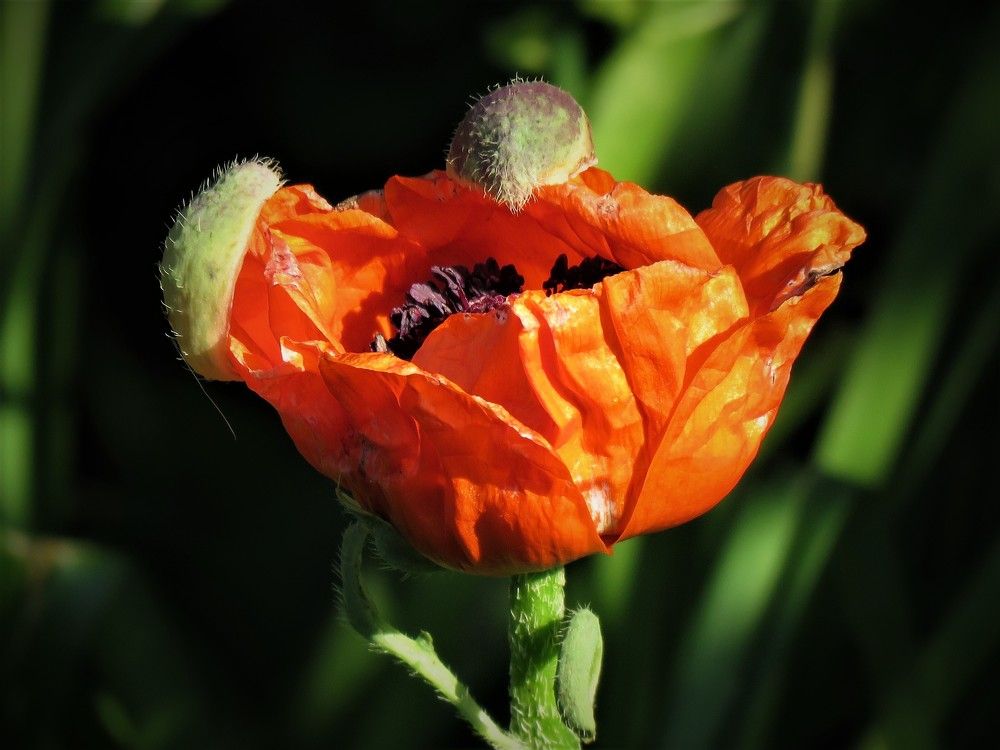 Photograph by НАТАЛЬЯ РОДИНА