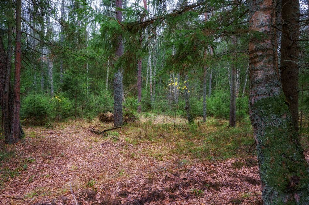 Photograph by  Максим