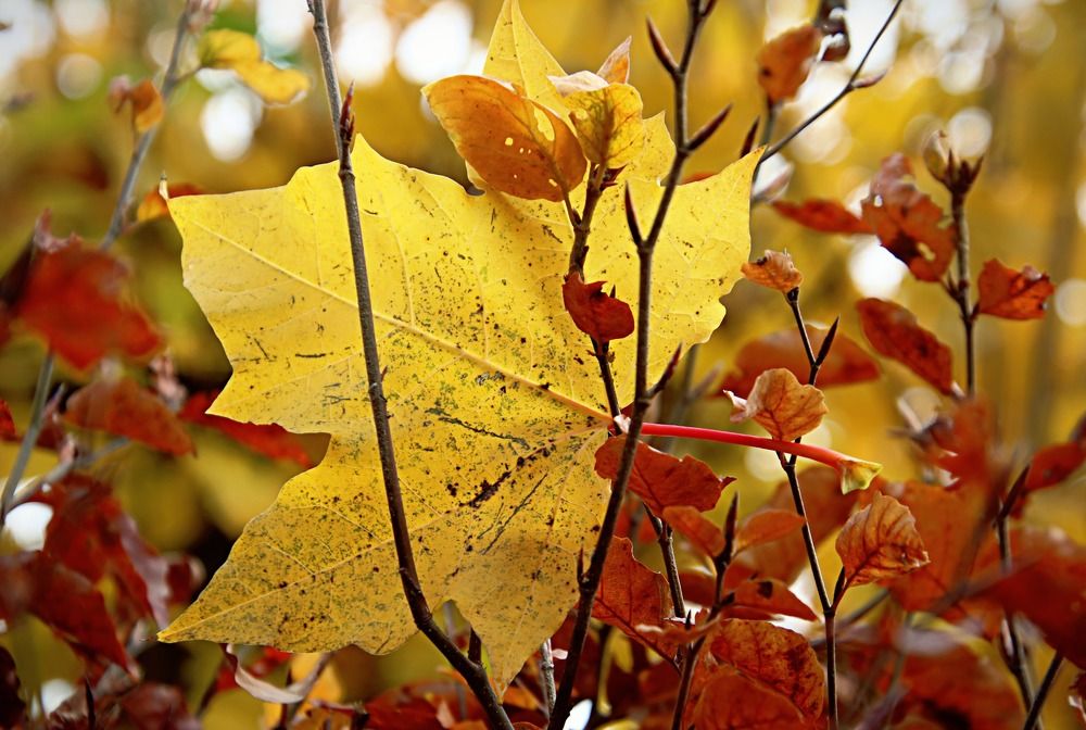 Photograph by Irina Radzinskaya