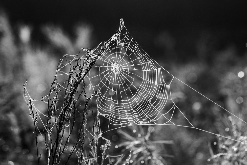 Паутинка из росинки