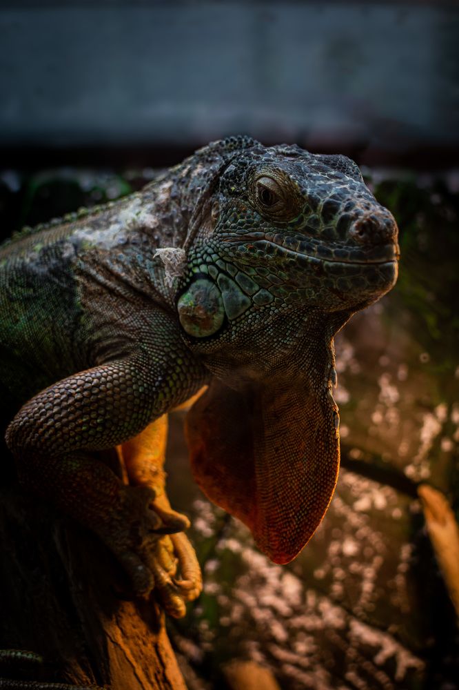 Photograph by RaylMan