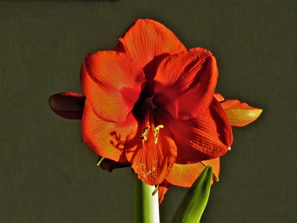 Photograph by НАТАЛЬЯ РОДИНА