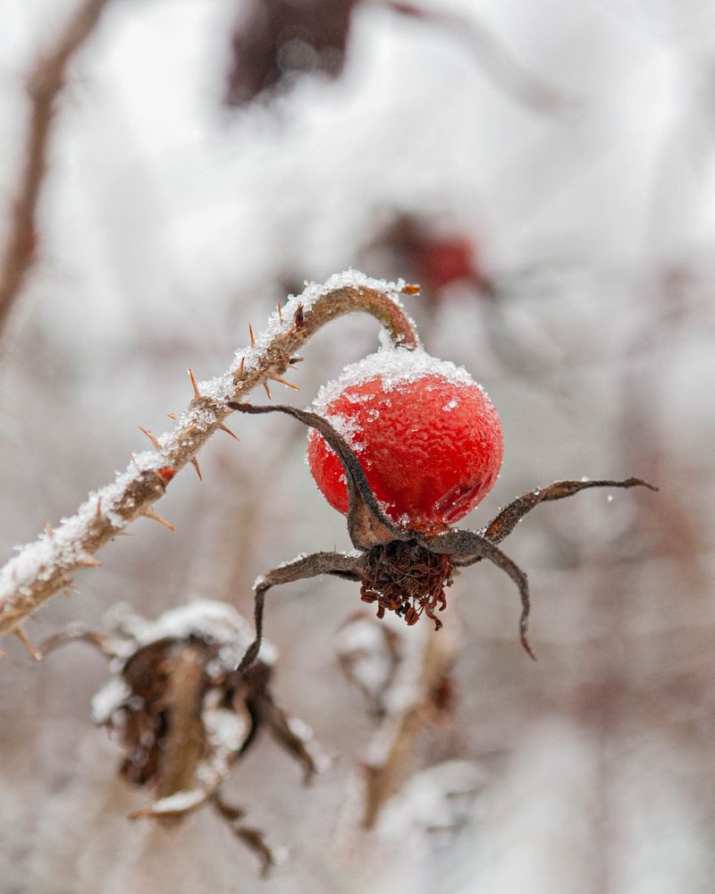 Photograph by Елена Куцурова