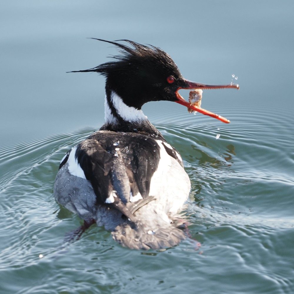 Photograph by Markov Alexander