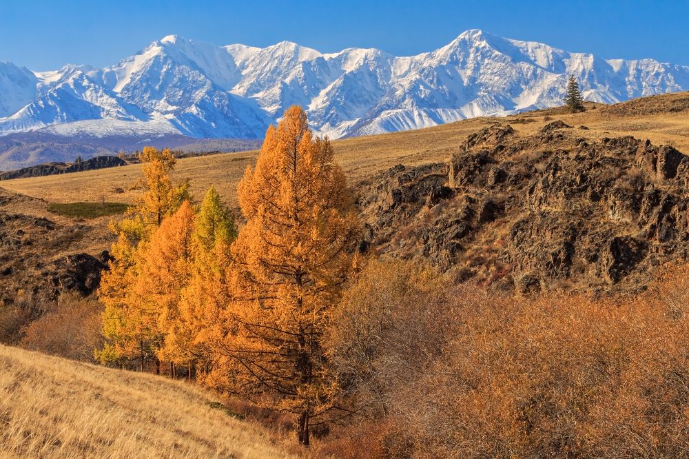 Золотая осень на Алтае.