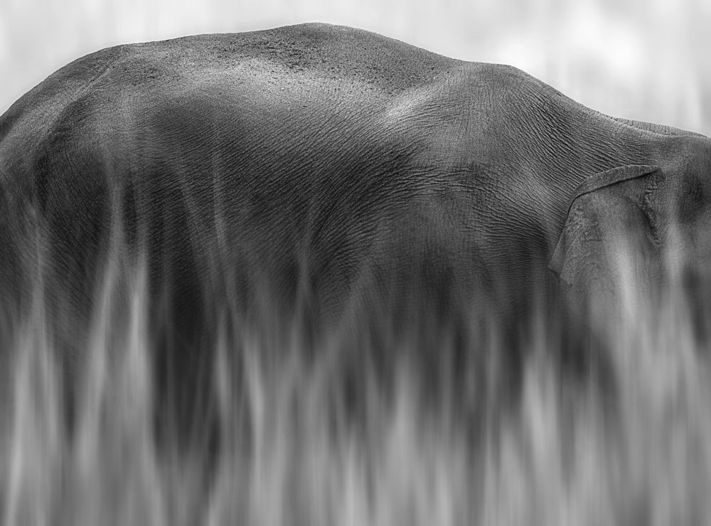 Photograph by Guha Jayanta