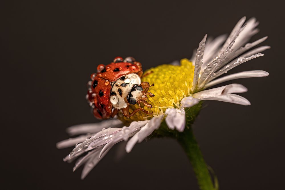 Photograph by Viktor Makarov