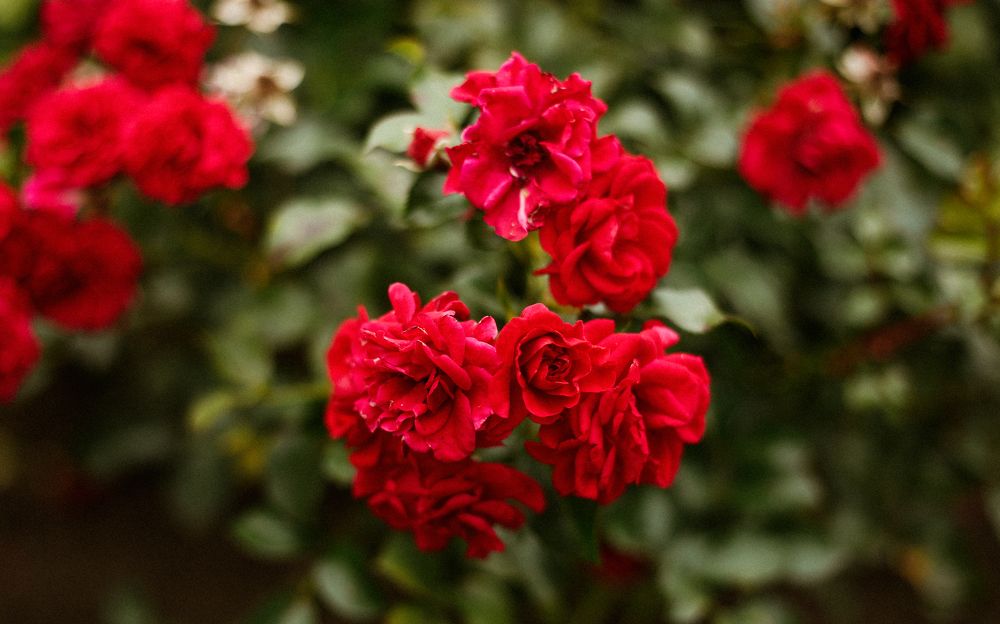 Photograph by Элиза Миникаева