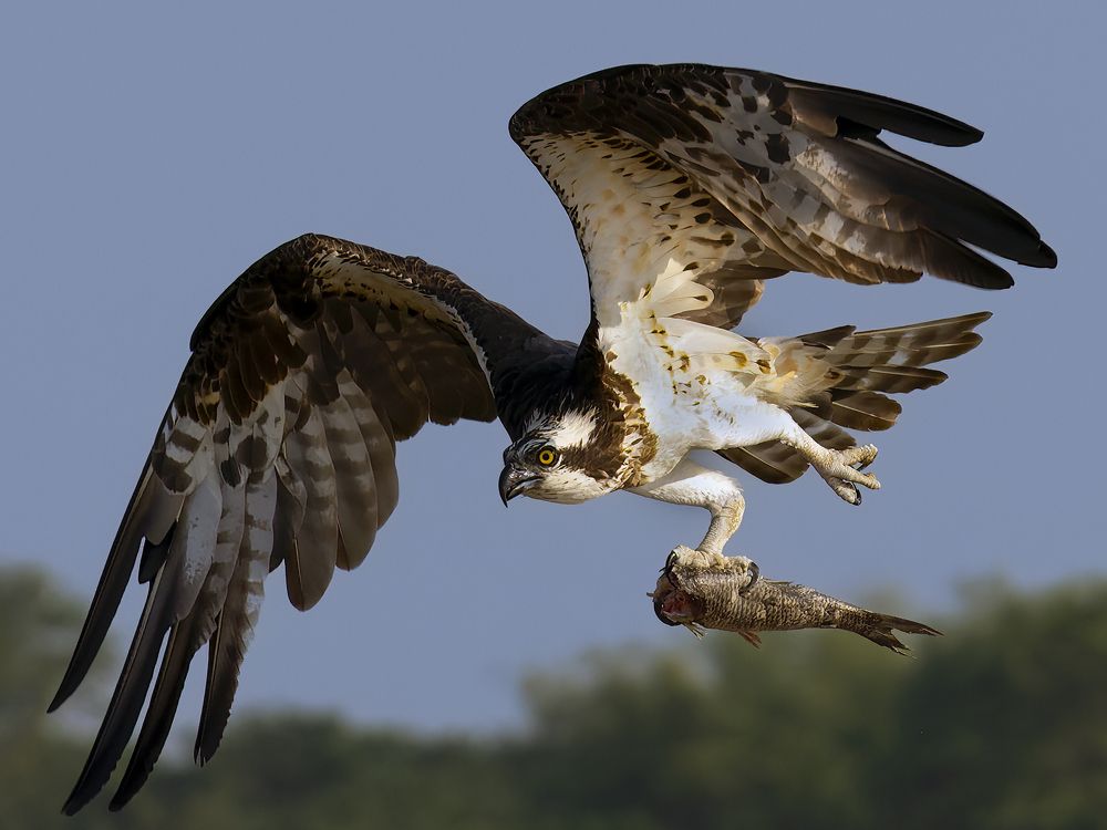 Osprey in flight