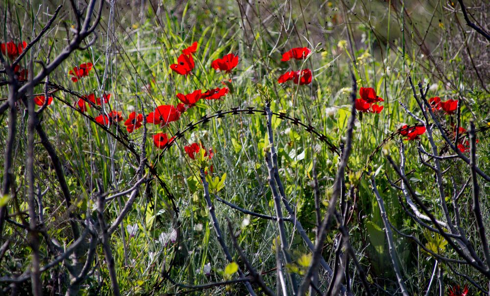 Photograph by Александр Коган